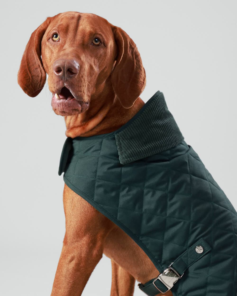 Forest Green Quilted Dog Jacket